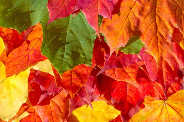 Feuilles d'érable rouges et jaunes sur fond blanc. Quand le leav — Photo