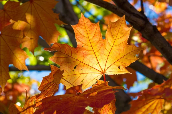 Jesienny krajobraz, jesienne liście z niebieskim tle nieba, wy — Zdjęcie stockowe