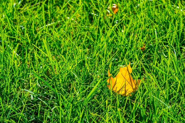 Autumn photography, red-yellow leaves on the lawn. This beauty-f — Stock Photo, Image