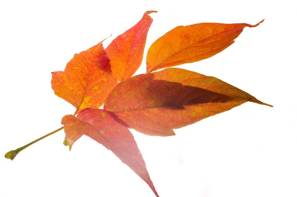 Rote und gelbe Ahornblätter auf weißem Hintergrund. wenn das Blatt — Stockfoto