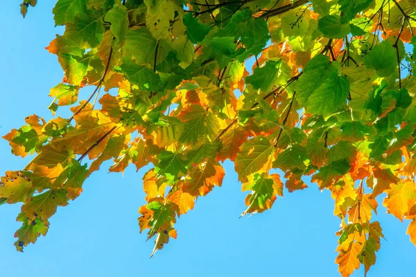 Autumn landscape, Autumn leaves with the blue sky background, Ye