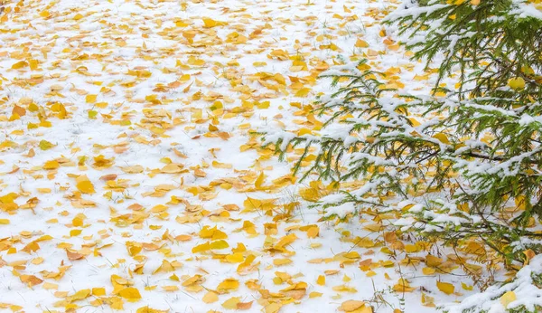 我们得到了我们的第一个雪的季节在夜间，灰尘 — 图库照片