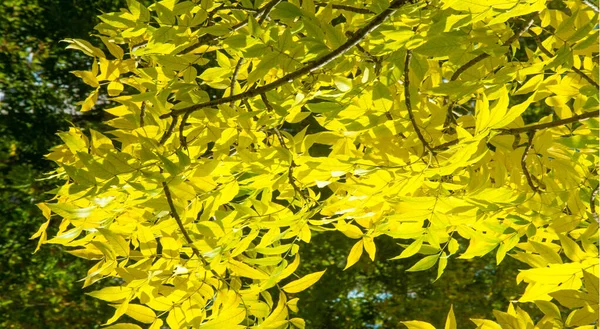 Autumn landscape of photography, Maple tree or shrub with lobed — Stock Photo, Image