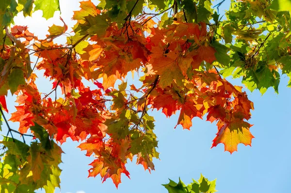 Autumn landscape, Autumn leaves with the blue sky background, Ye