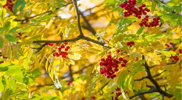 Höstens landskap fotografi, rönn i full skönhet, illum — Stockfoto