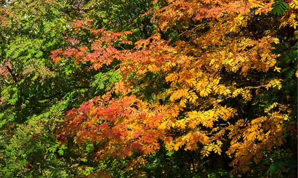 Herbstlandschaftsfotografie, Eberesche in voller Schönheit, illum — Stockfoto