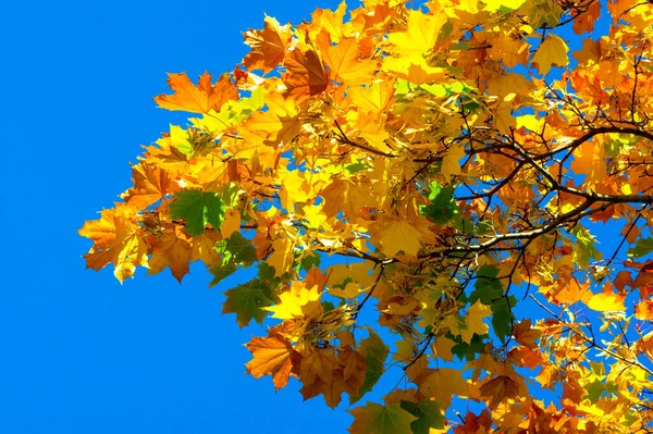 Herbst Landschaft, Herbst Blätter mit blauem Himmel Hintergrund, ye — Stockfoto