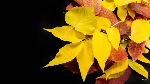 Fotografía de otoño, hojas de arce sobre fondo negro, lugar fo — Foto de Stock