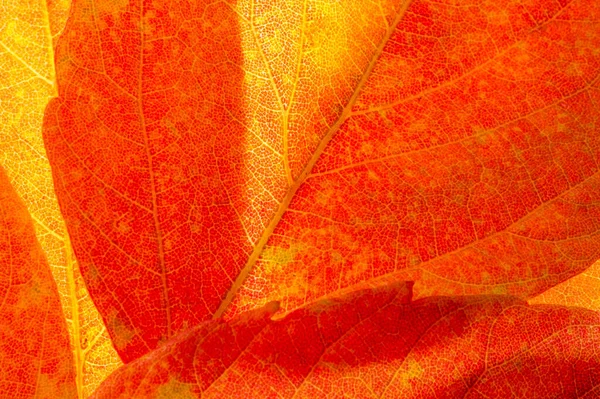 red and yellow maple leaves on a white background. When the leav