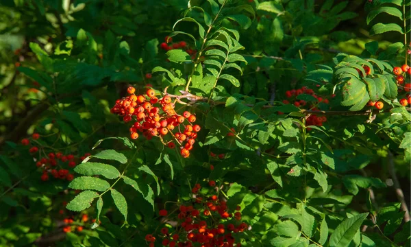 Herbstlandschaftsfotografie, Eberesche in voller Schönheit, illum — Stockfoto