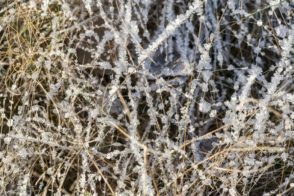 Texture background, pattern. Frost on the sprigs of grass. a dep — Stock Photo, Image