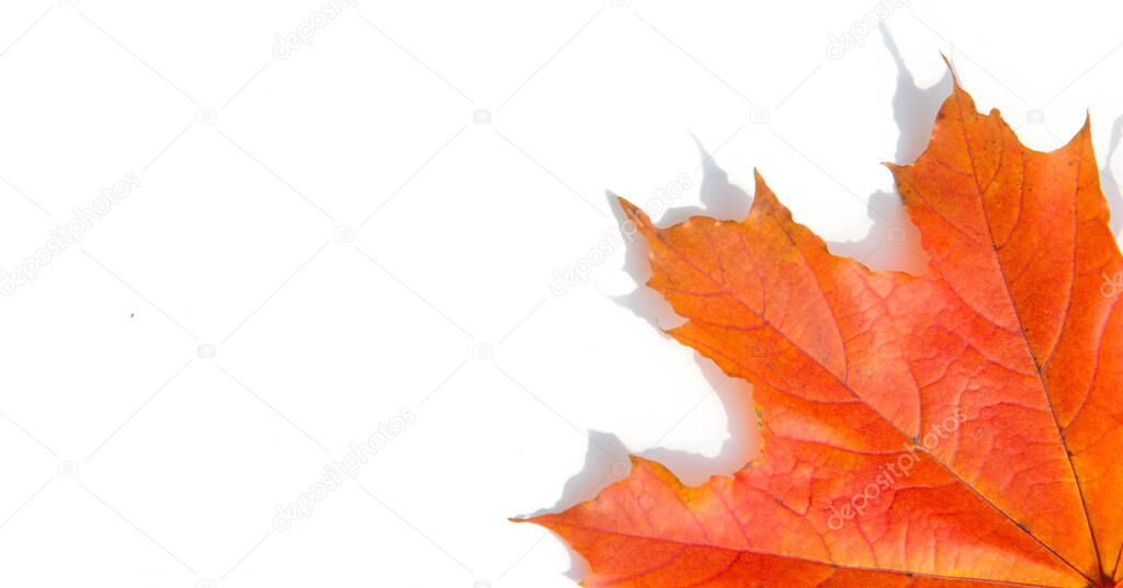 Texture background, pattern. Autumn colorful maple leaves. Maple