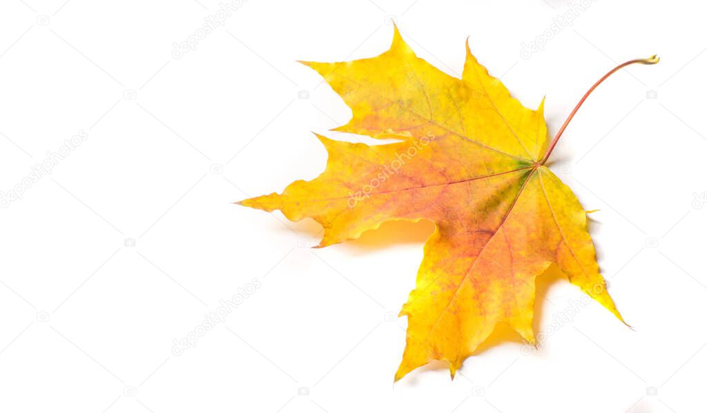 Autumn painting, Autumn maple leaves, Solitary leaf on white bac