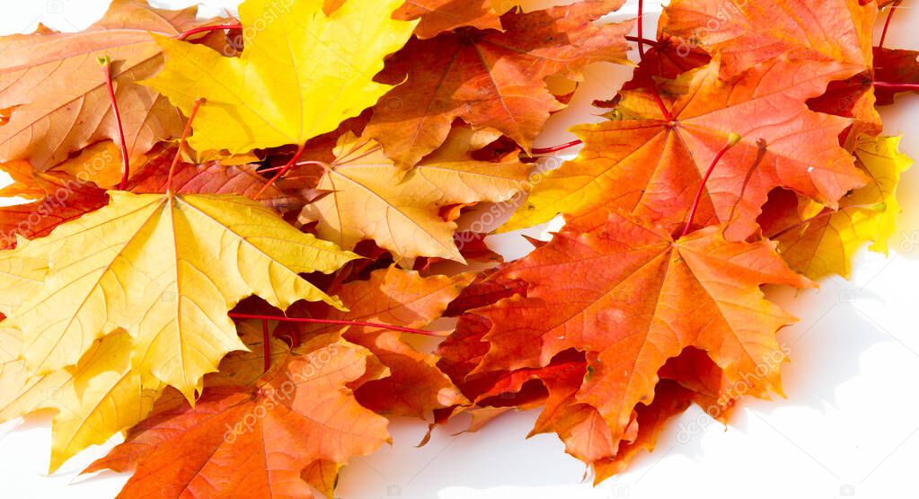 Texture background, pattern. Autumn colorful maple leaves. Maple