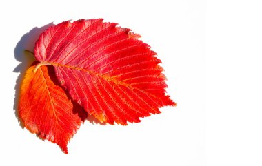 beyaz bir arka plan üzerinde kırmızı ve sarı akçaağaç yaprakları. Ne zaman leav