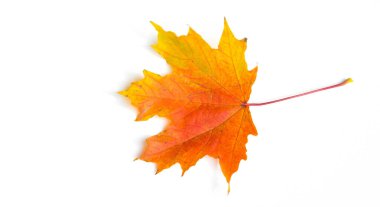 Doku arka planı, desen. Sonbahar renkli akçaağaç yaprakları. Akçaağaç