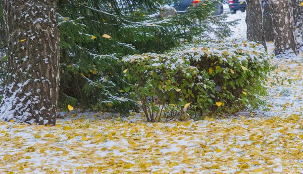 Tuvimos nuestra primera nieve de la temporada durante la noche, desempolvando —  Fotos de Stock