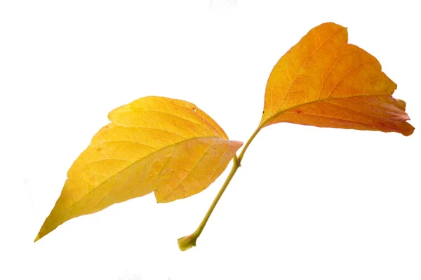 Hojas de arce rojo y amarillo sobre un fondo blanco. Cuando la hoja — Foto de Stock