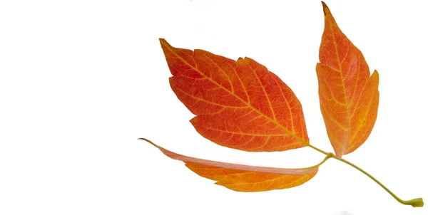 Hojas de arce rojo y amarillo sobre un fondo blanco. Cuando la hoja — Foto de Stock