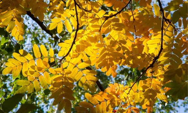 Paesaggio autunnale fotografia, cenere di montagna in piena bellezza, illum — Foto Stock