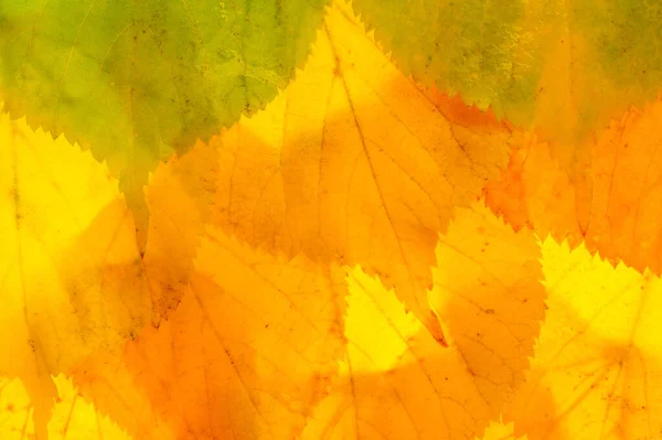 red and yellow maple leaves on a white background. When the leav