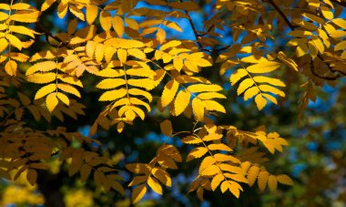 Sonbahar manzara fotoğrafçılığı, tam güzellikte dağ külleri, illum