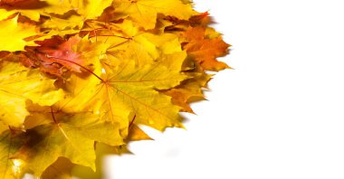 Sonbahar boyama, Sonbahar akçaağaç yaprakları, farklı renkler. Sarı, 