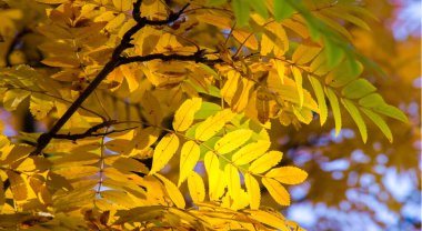 Sonbahar manzara fotoğrafçılığı, tam güzellikte dağ külleri, illum