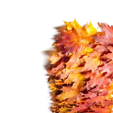 Sonbahar boyama, Sonbahar akçaağaç yaprakları, farklı renkler. Sarı, 