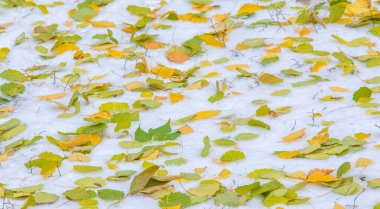 İlk kar, geç sonbahar, sonbahar kar üzerinde bırakır. Kar yağışı