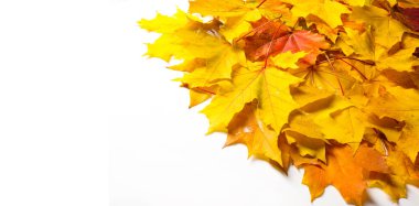 Sonbahar boyama, Sonbahar akçaağaç yaprakları, farklı renkler. Sarı, 