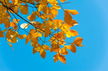 Sonbahar manzara, mavi gökyüzü arka plan ile Sonbahar yaprakları, Ye