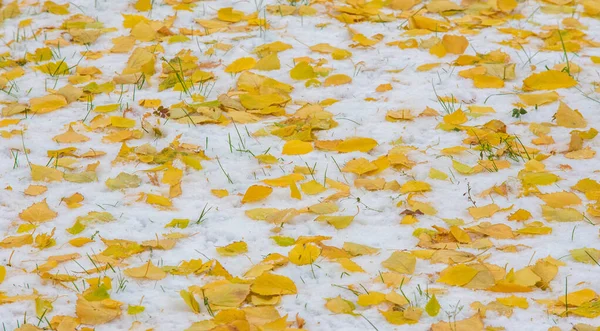 La primera nieve, a finales de otoño, las hojas de otoño en la nieve. nevadas —  Fotos de Stock