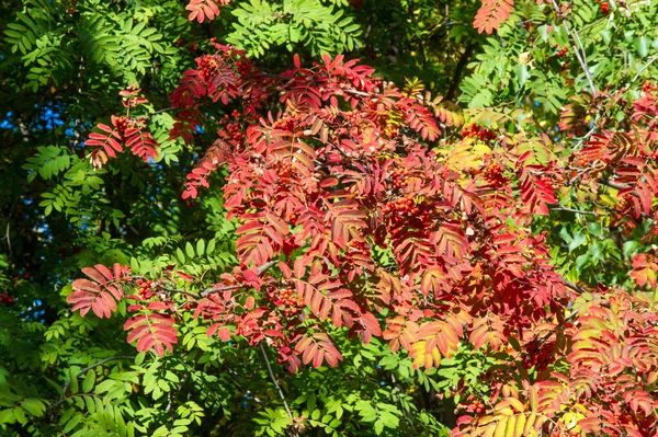 Herfst landschap, herfst bladeren met de achtergrond van de blauwe hemel, gij — Stockfoto