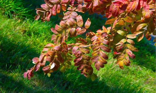 Autumn landscape photography, mountain ash in full beauty, illum — Stock Photo, Image