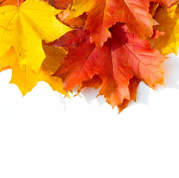 Tło tekstury, wzór. Jesienne kolorowe liście klonu. Klon — Zdjęcie stockowe