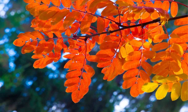 Autumn landscape photography, mountain ash in full beauty, illum