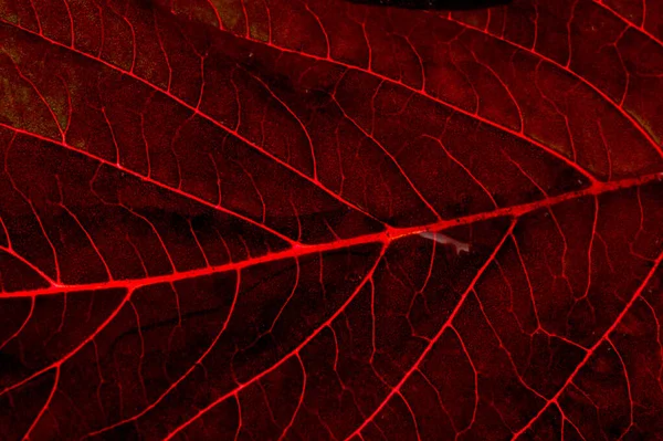 A beautiful plant with red leaves. From above against the light — Stock Photo, Image