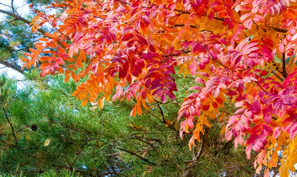 Herbstlandschaftsfotografie, Eberesche in voller Schönheit, illum — Stockfoto