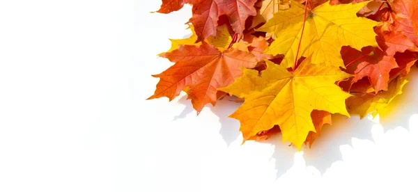 질감 배경, 패턴. 가을에는 화려 한 단풍나무 잎이 나옵니다. 단풍나무 — 스톡 사진