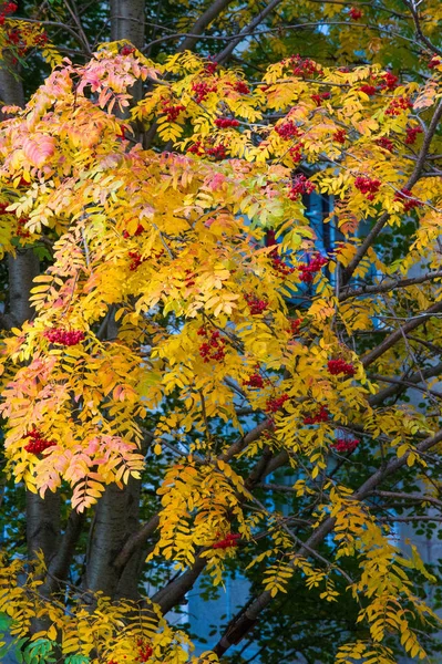 Automne photographie de paysage, frêne de montagne en pleine beauté, illum — Photo