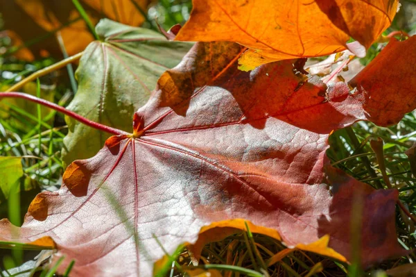 Jesienna fotografia, czerwono-żółte liście na trawniku. Ta piękność... — Zdjęcie stockowe