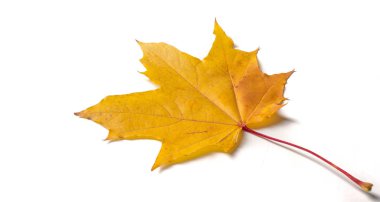 Sonbahar resmi, sonbahar akçaağaç yaprakları, beyaz torba üzerinde yaprak.