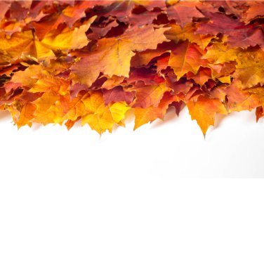 Sonbahar boyama, Sonbahar akçaağaç yaprakları, farklı renkler. Sarı, 