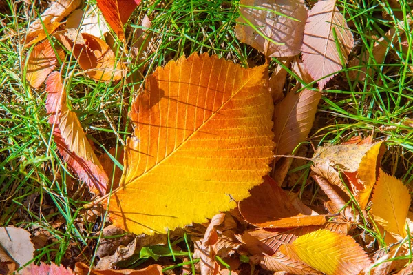 Paysage d'automne, Feuilles d'automne avec le fond bleu ciel, Ye — Photo