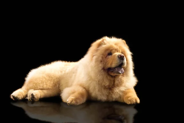 El Chow Chow es una raza de perro, originaria del norte de China , — Foto de Stock