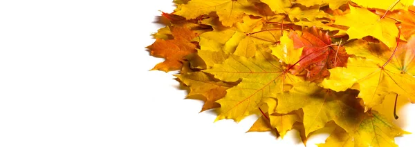 秋画，秋枫叶，不同颜色。黄色, — 图库照片