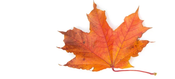 Textuur achtergrond, patroon. Herfst kleurrijke esdoorn bladeren. esdoorn — Stockfoto