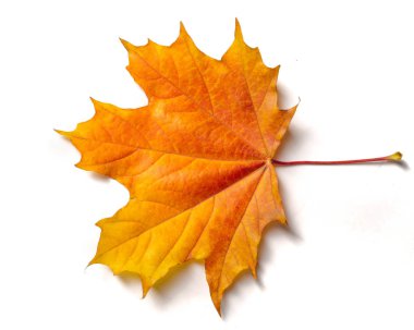 Doku arka planı, desen. Sonbahar renkli akçaağaç yaprakları. Akçaağaç