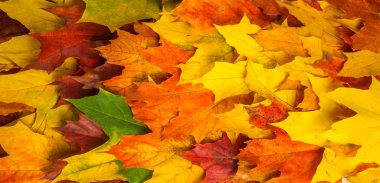 Sonbahar boyama, Sonbahar akçaağaç yaprakları, farklı renkler. Sarı, 